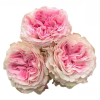 Gossip Girl Rose丨Flower Gardens
