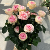 Gossip Girl Rose丨Flower Gardens