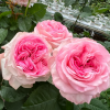 Gossip Girl Rose for sale丨Flower Gardens