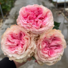 Gossip Girl Rose plant丨Flower Gardens