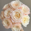 Hazel Rose plant丨Flower Gardens
