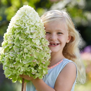 Hercules Panicle Panicle Hydrangea丨Flower Gardens