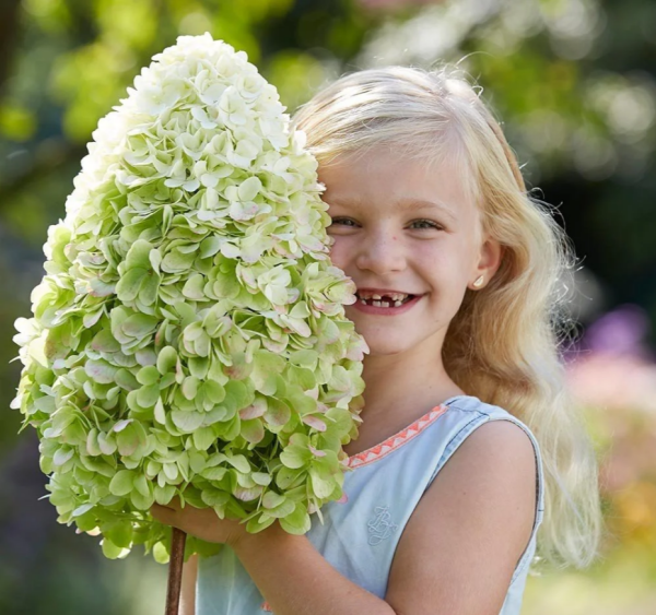 Hercules Panicle Panicle Hydrangea丨Flower Gardens