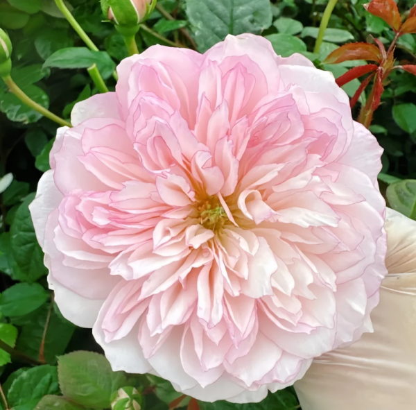 L'anamour Rose丨Flower Gardens