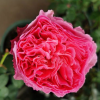 Ichika Rose for sale丨Flower Gardens