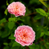 Ichika Rose丨Flower Gardens