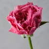 Ichika Rose Plantg丨Flower Gardens