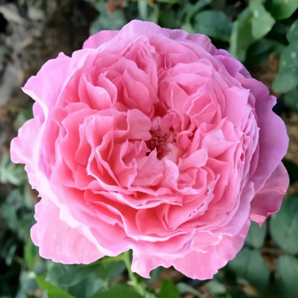 Ichika Rose丨Flower Gardens