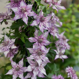 Clematis Ledy Kyoko丨Flower Gardens