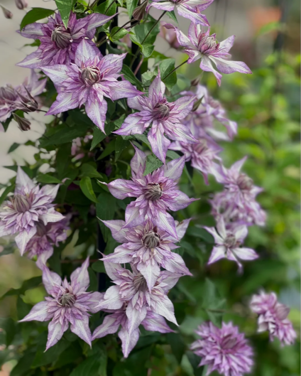 Clematis Ledy Kyoko丨Flower Gardens
