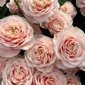 Love Fountain Rose plant丨Flower Gardens