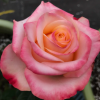 Lovely Heart Rose plant丨Flower Gardens