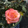 Lovely Heart Ros for sale丨Flower Gardens