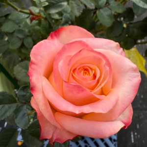 Lovely Heart Rose plant丨Flower Gardens