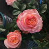 Lovely Heart Rose丨Flower Gardens