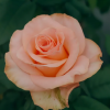 Lovely Heart Rose丨Flower Gardens