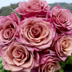 Magic Silver Rose丨Flower Gardens