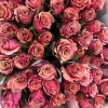Magic Silver Rose plant丨Flower Gardens