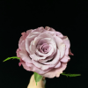 Magic Silver Rose丨Flower Gardens