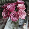 Magic Silver Rose plant丨Flower Gardens