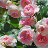 Mariatheresia Rose for sale丨Flower Gardens