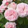 Mariatheresia Rose Plant 丨Flower Gardens