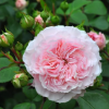 Mariatheresia Rose丨Flower Gardens