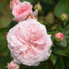 Mariatheresia Rose 丨Flower Gardens