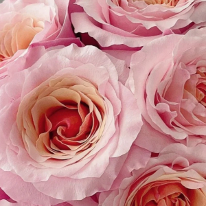 Mayra Flamingo Rose丨Flower Gardens