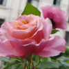 Mayra Flamingo Rose for sale丨Flower Gardens