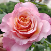 Mayra Flamingo Rose plant丨Flower Gardens