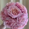 Mayra Flamingo Rose丨Flower Gardens