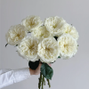 Mayra's White Rose plant丨Flower Gardens