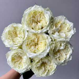 Mayra's White Rose丨Flower Gardens
