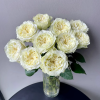 Mayra's White Rose plant丨Flower Gardens
