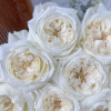 Mayra's White Rose for sale丨Flower Gardens