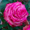 Memphis Rose丨Flower Gardens