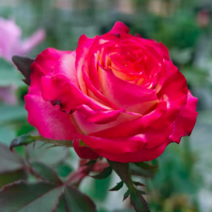 Memphis Rose丨Flower Gardens