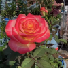 Memphis Rose plant丨Flower Gardens