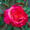 Memphis Rose plant丨Flower Gardens