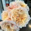 Miyabi Brown Rose丨Flower Gardens