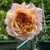 Miyabi Brown Rose丨Flower Gardens