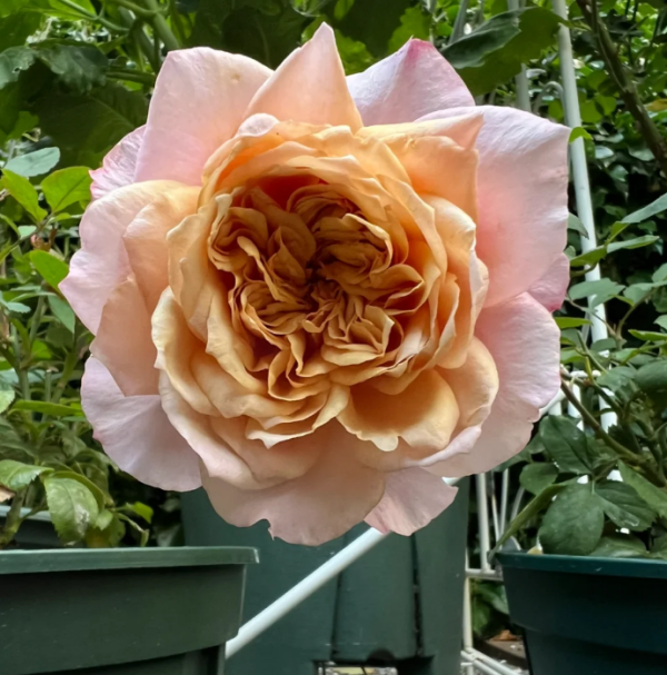 Miyabi Brown Rose丨Flower Gardens