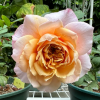 Miyabi Brown Rose for sale丨Flower Gardens