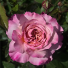 Miyabi Brown Rose丨Flower Gardens