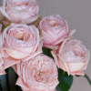 New SPS Rose for sale丨Flower Gardens