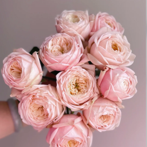 New SPS Rose丨Flower Gardens