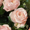 New SPS Rose plant丨Flower Gardens