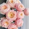 New SPS Rose plant丨Flower Gardens