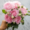 Ningzhi Rose plant丨Flower Gardens